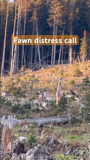 Mule deer doe comes charging in #deer #wildlife #nature #hunting #muledeer #canada