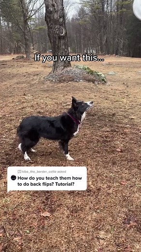 Teach a Side Flip to Your Border Collie | Dog Training Tips