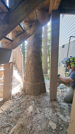 Watch this video of Tucker cutting this tricky tree down! No matter how big or small we make sure every tree cut is done with caution and control! #eppersontree #treecutting #828 | Epperson Tree