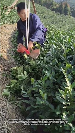 "Tea Tree Pruning Secrets! Master Electric Saw Technique for Perfect Longjing Tea Bushes"