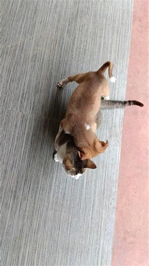 funny cat & dog video #cat #dog #catvideos #dogs #pets #cats #catshorts #dogshorts #shorts #yt