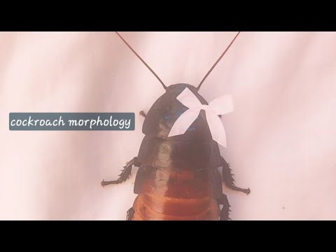 COCKROACH MORPHOLOGY CLASS 12 |STRUCTURAL ORGANISATION IN ANIMALS