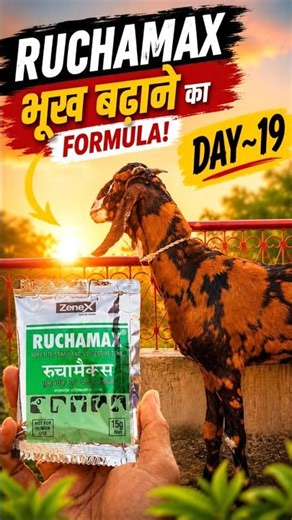 Day 19 | Ruchamax Se Bhukh Badh Rahi Hai? Bakre Ka Result Dekho✅ #jharkhandgoatsupply #bakrid2026