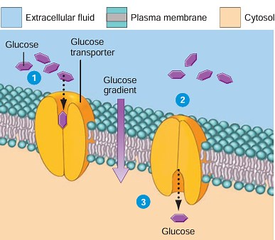 Carrier Mediated Facilitated diffusion explained: Lecture and notes of Transport across the cell membrane - Gpatindia: Pharmacy Jobs, Admissions, Scholarships, Conference,Grants, Exam Alerts