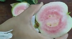 Ruby Guava | LifeGro Tree