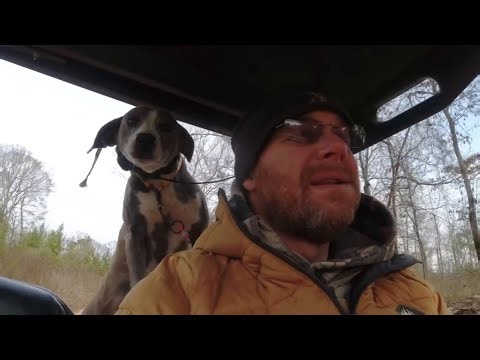 Training My Cur Dog To Tree A Racoon