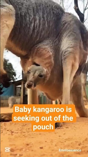 Watch this adorable baby kangaroo take its first curious peek out of mom’s pouch! 🦘#animals #shorts