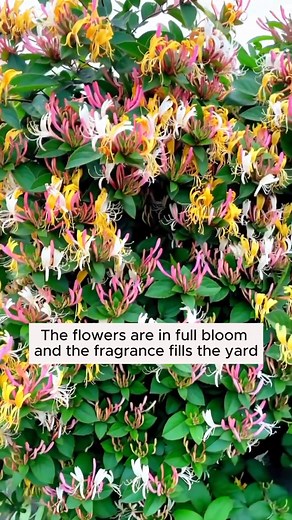 167K views · 2K reactions | honeysuckle #gardening #garden #gardeningtips #gardenlife | Seed Connect | Facebook