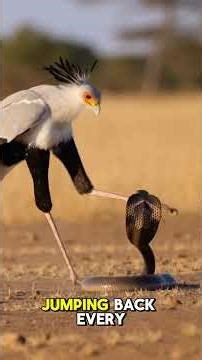 Secretary Bird vs African Cobra