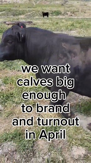Just what works for us, when do you calve and why? #beefcattle #calves #cattlewomen #rancher