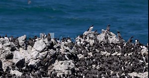 Yaquina head at Oregon, one of the largest Common Murre bird colonies on the west coast.