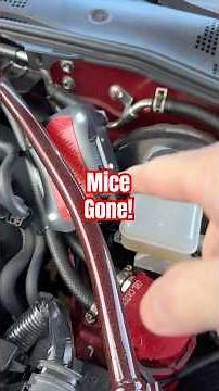 No More Mice Nesting in Car Engine After This! #KeepMiceOutOfCar #RodentRepellent #MiceInEngine