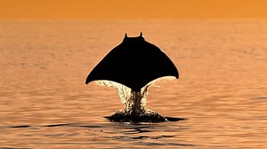 Planet Earth III S03E02 - Ocean