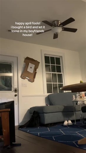 Fun Prank Idea with a Parakeet