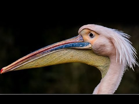 Pelican - Fishing and Behavior Documentary (Nat Geo)