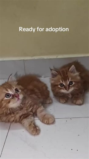 Persian Kittens Ready for Adoption