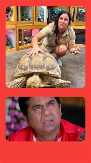 తాబేలు తన షెల్ ను వదిలేయగలదా 😱🤯 | STK FACTS