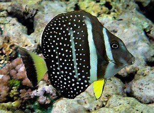 Acanthurus guttatus - Alchetron, The Free Social Encyclopedia