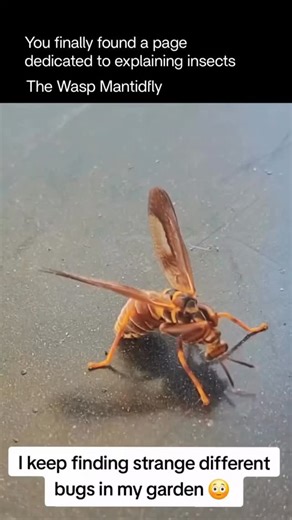 Asthetic1447 on Instagram: "The Climaciella brunnea, commonly known as the wasp mantidfly, is an insect that cleverly mimics a paper wasp to avoid predators. Despite its appearance, it’s not a wasp at all but a member of the mantidfly family (Mantispidae). It has long, raptorial forelegs similar to a praying mantis, which it uses to catch prey like small insects. Its yellow-and-black striped body and narrow waist make it look almost identical to a wasp — a disguise that offers excellent protecti