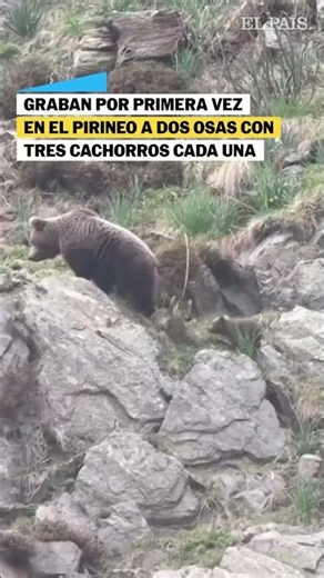 Los osos cachorros que fueron vistos en el Pirineo junto a sus madres