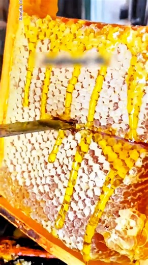 How Pure Natural Honey Is Harvested |The Hard Work Behind Every Drop! | #beekeeping #shorts #farming