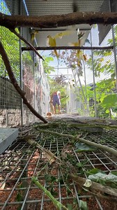 Tamarind giant tree near the aviary is the best source of perch😊 | Myko's Aviary