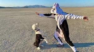 'Talking dog' pushes limits of animal communication