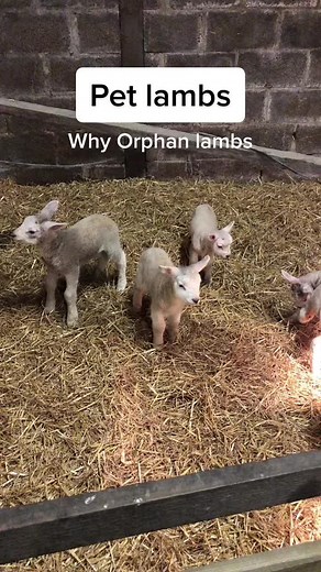 #JDAirMaxMode #learnontiktok #fyp #tiktok #foryou