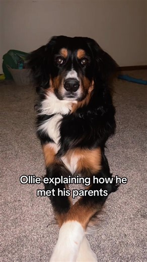 This is a true story. #puppy #dogs #bernedoodle #adoption | dogs