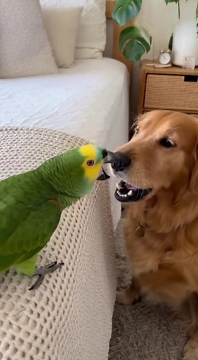 754K views · 14K reactions | #parrot #funny #pets | Parrot The Comedian | Facebook