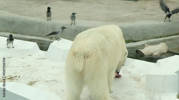 A polar bear eating a piece of meat in its habitat. This photo emphasizes the need for proper nutritional care for captive animals, reflecting their natural diet in the wild.