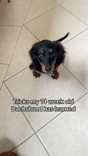 Adorable Tricks Learned by My 14-Week-Old Dachshund