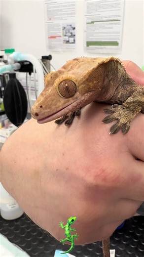 Unique Insights from a Vet Nurse