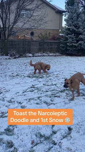 TOAST, THE NARCOLEPTIC DOG on TikTok