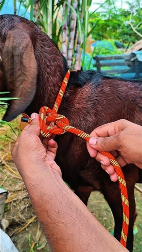 Secure Goat Knot in Seconds🐐