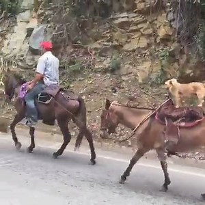 38K views · 127 reactions | Dog Hacking | Genius Equestrian | Facebook