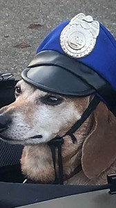 WE HAVE A WEINER!!! This Years Best of the Best Halloween Costume Weiner goes to Luke the Weiner Dog👏👏👏. You can’t out run the Short Arm of the Law 😂 (Photo credit: Luke’s mom Pam💕) #jesus #loveyourneighbor #halloweencostume #halloween | Double H Canine Training Academy