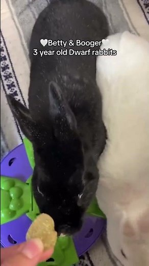 Victoria Animal Centre Adoptables