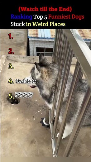 Top 5 Funniest Dogs Stuck in Weird Places #puppylove #funnypuppy #bestpuppy
