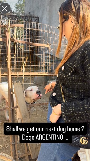 Namita Dua - Namitaology (BUBZEE , LADY OLLIE & ZOEY) on Instagram: "Time to get ready for our new dog 🐶 Dogo ARGENTINO Coming 🔜 . . . [rottweiler dog,rottweiler puppies,rottweiler puppy,rottweilers,funny rottweiler,rottweiler guard dog,rottweiler protection dog,rottweiler training,cutest rottweiler dogs,rottweiler funny,rottweiler for sale,funny rottweiler compilation,rottweiler compilation,rottweiler dogs,rottweiler puppies for sale,own rottweiler,rottweiler 101,rottweiler tips,male rottweil