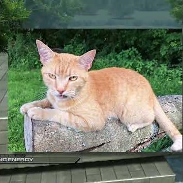 I tried to play Sonic Unleashed but kept getting interrupted by cats