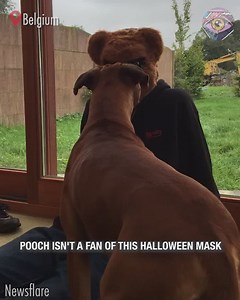 43K views · 64 reactions | Doggo just got a crash course in Halloween! | HomeChic | Facebook