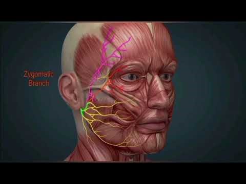 Facial Nerve Explained🧠—From Normal Function to Bell’s Palsy in 2 Minutes! #bellpalsy #cn7 #anatomy