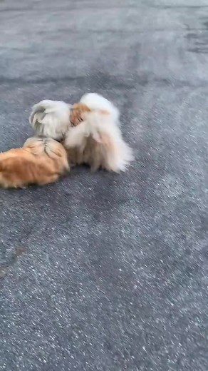 Pekingese 🦮 | Pekingese Lovers