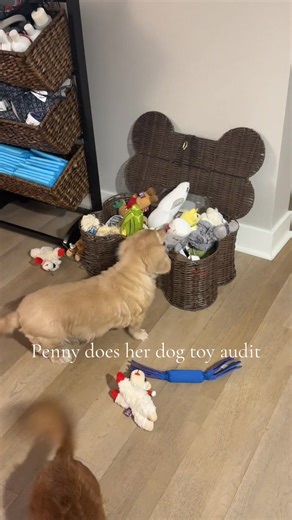 Penny's Dog Toy Audit: A Fun Look at Playtime
