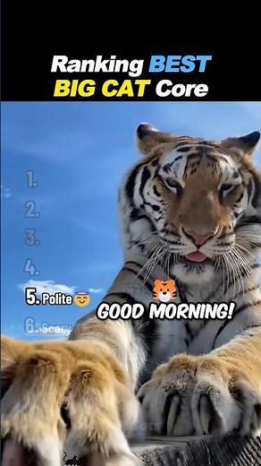 Ranking BIG CAT Core Moments!🐯🦁
