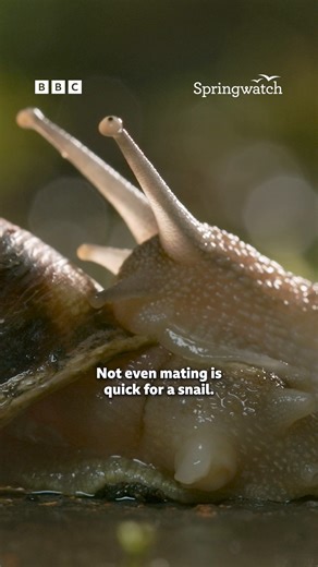 42K views · 652 reactions | BBC Springwatch on Reels | Facebook