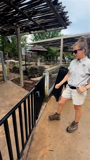 Mars has a whole team who helps take care of him! 🦛 #mars #babyhippo #pygmyhippo | Tanganyika Wildlife Park