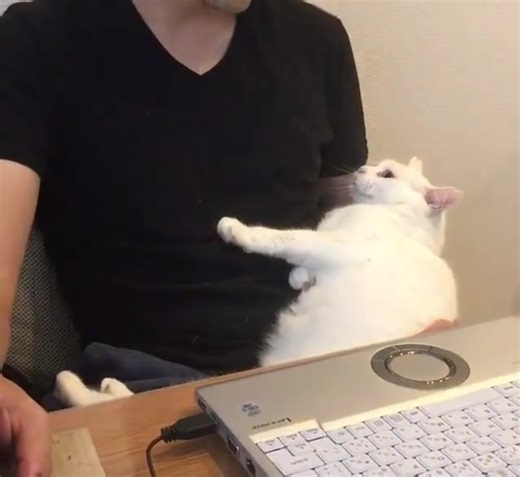 185K views · 2.1K reactions | This cat is so cute 梁 | Studio Ghibli, Japan and Anime Fans | Facebook