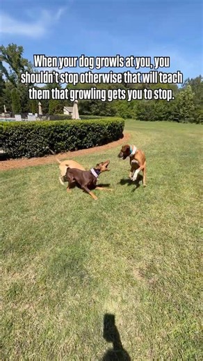 What’s in a growl – read the description for more information ￼